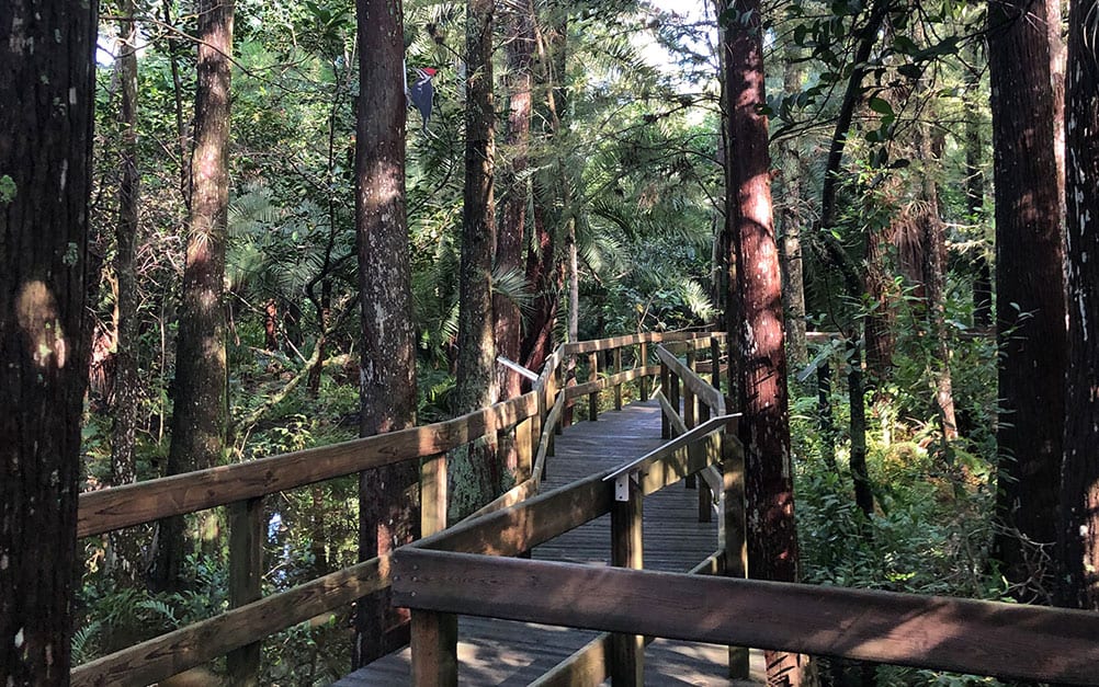 Bridge through thick of trees near Boca West