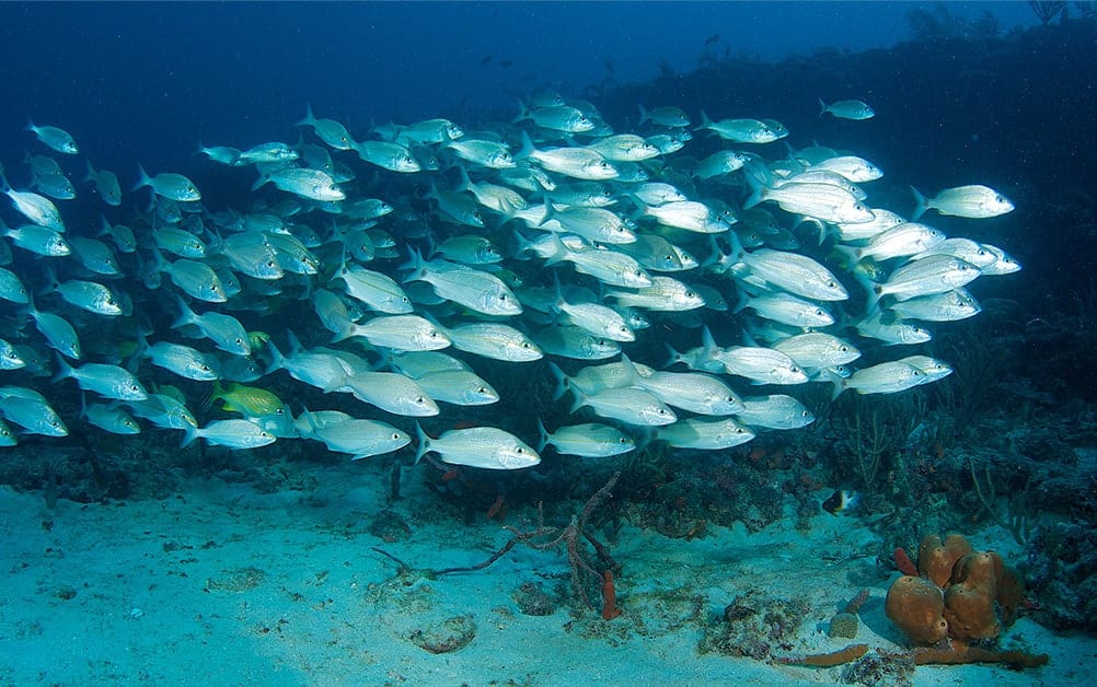 School of Silver Fish swimming