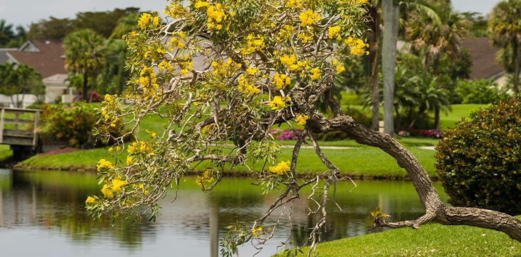 Yellow flowering tree leaning over pond with landscaped lawn
